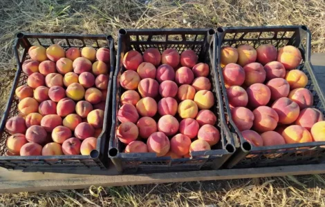 Продам персик сорта Рэдхэвен