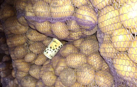 Продам картоплю белароса