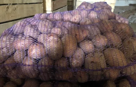 Продам картоплю бела роса