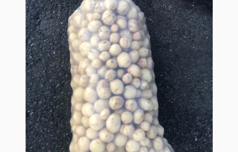 Продам картошку ривьера