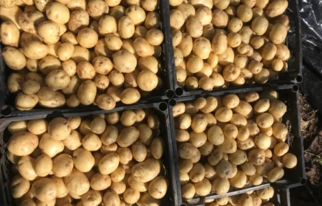Продам хорошую картошку ривьеру