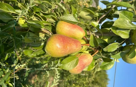 Продам грушу Рікс та Ноябрська