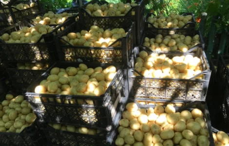 Продам картошку ривьера