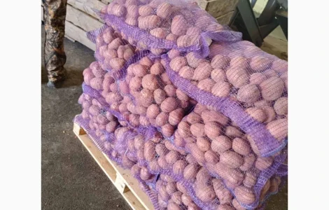 Продам товарну картоплю Беллароза оптом від 20 тонн. Вся Україна