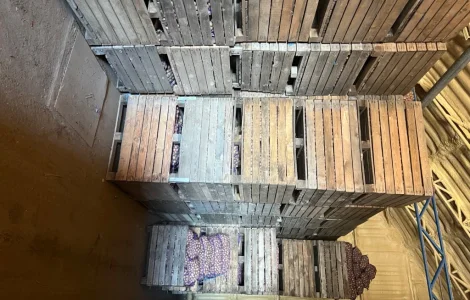 Продам картоплю посадкову Рівьєра і Коломбо
