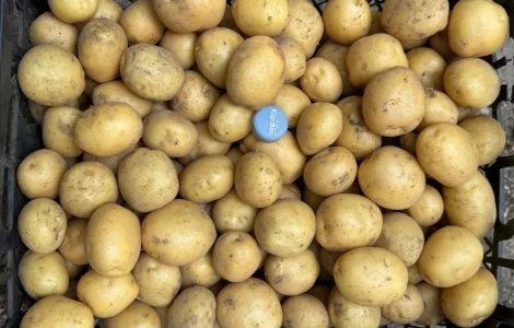 Продам семенной картофель