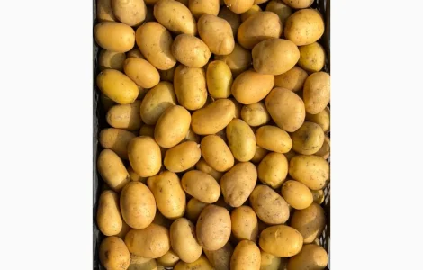 Продам семенной картофель