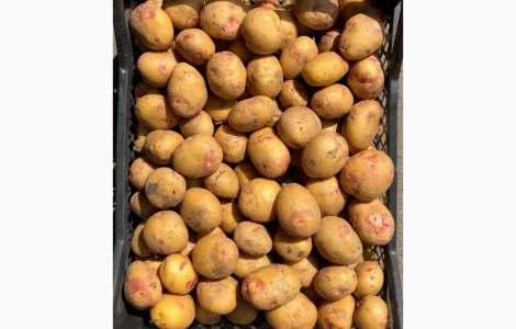 Продам семенной картофель