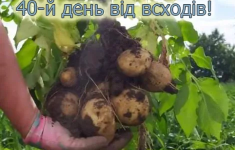 Картопля насіннєва сорт Ривьера Рівєра 2 репродукція