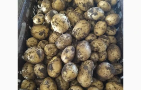 Продам гуртом картоплю