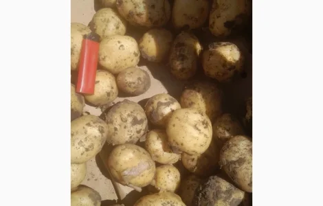 Куплю Молодой картофель
