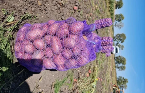 Продам картошку сорт Белароса Эсми Аризона