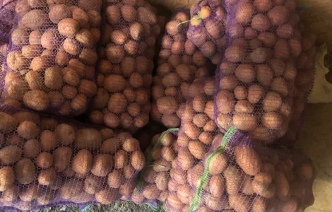 Продам домашний картофель