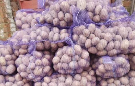 Продам картоплю Беллароза оптом від 20 тонн