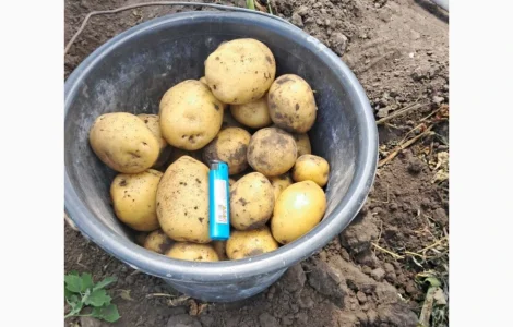 Продам товарну картоплю різних сортів