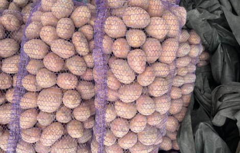 Продам картоплю сорт Бела роса