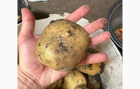 Продам картоплю сорт Рівєра (також є інші сорта)