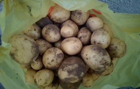Продам картоплю сорт Рівєра
