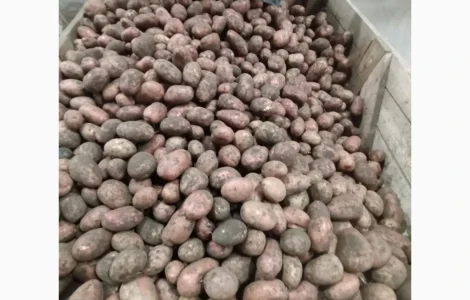 ФГ реалізує картоплю на посадку сорт Лабелла