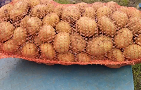 Продам картоплю Коломбо