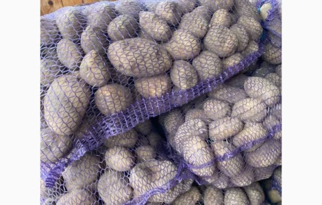 Продам картошку тайфун