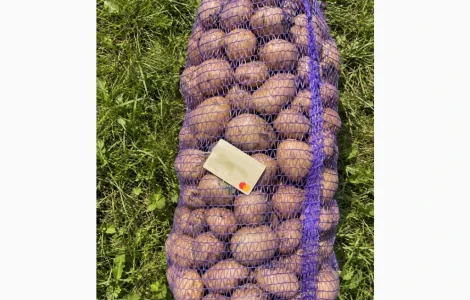 Продам якісну та гарну товарну картоплю