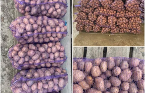 Продаємо товарну картоплю