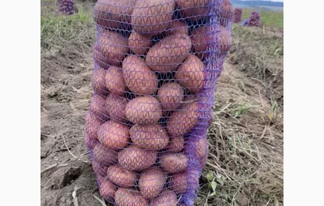 Продам картоплю Бела Роса