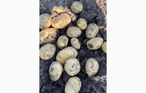 Продам Картошку Аризона