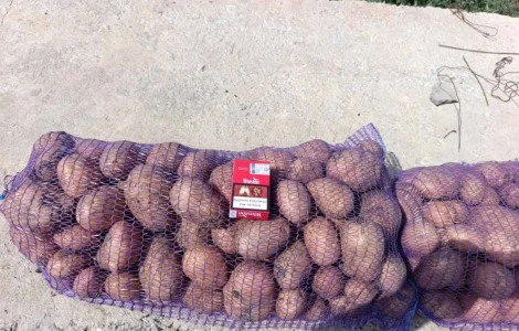Продам картошку хорошего качества сорт Беллароза