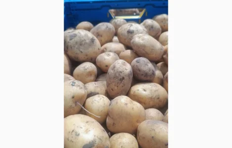 Продам картошку в качестве