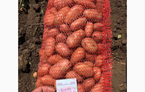 Продам красивый качественный розовый картофель