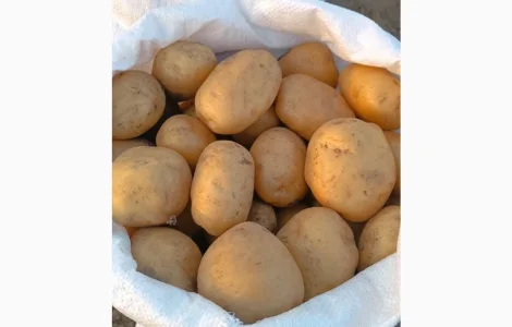 Продам обʼєм картоплі