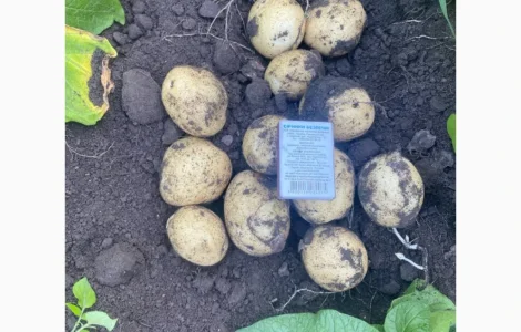 Продам родам
