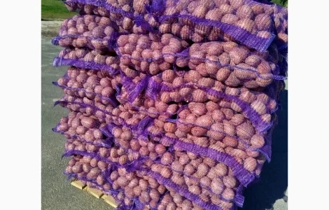 Продам товарный картофель сорт Белла Роса