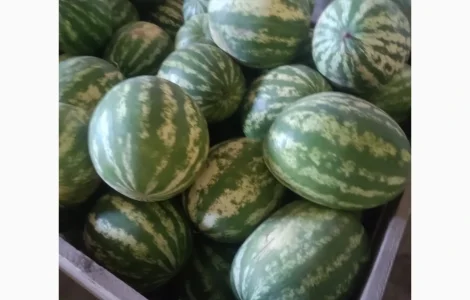 Продам екологічний кавун товарного вигляду