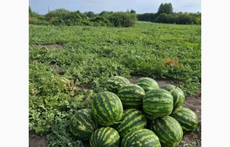 Продам кавун сорт Ау Продюсер відмінної якості перша катка