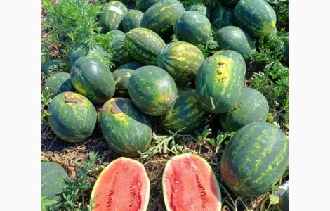 Продам кавун
