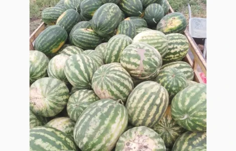 Продам арбуз оптом