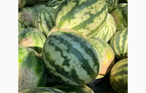 Продам арбуз ОПТОМ