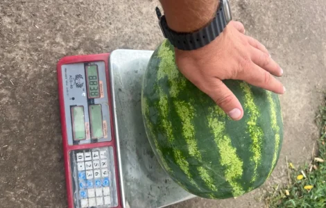 Продам кавун