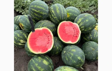 Продам арбуз с поля