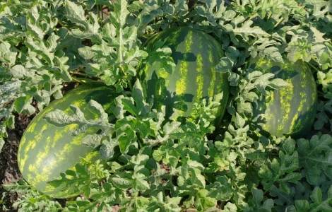 Продам арбуз с поля