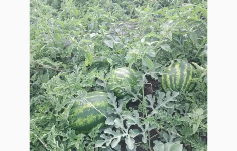 Продам кавуни оптом від виробника