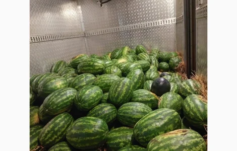 Продам арбуз с поля