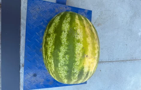 Продам арбуз оптом