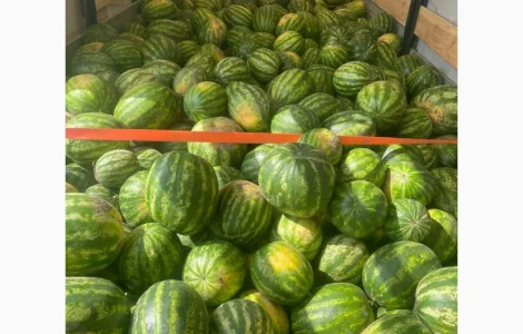 Продам кавун опт