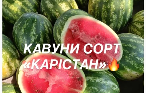 Сладкие и сочные арбузы сорта «КАРИСТАН» - прямо с огорода