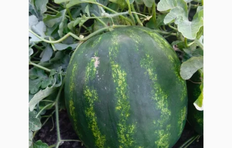 Продам арбуз. Грин Джар