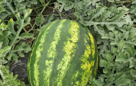 Продам кавун Нун